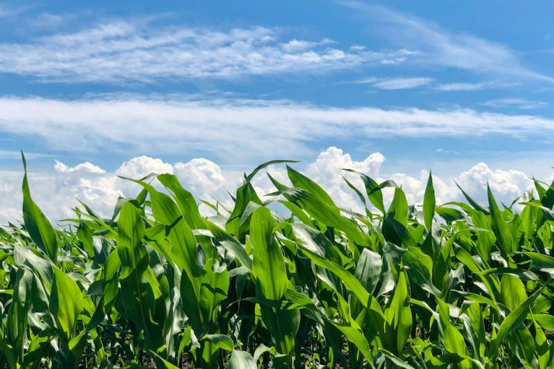 Yes, ‘corn sweat’ is real and it can enhance brutal Midwestern humidity